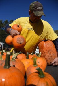 2016 Pumpkin Harvest Photos Dsc 7275