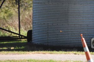 2016 Pumpkin Harvest Photos Dsc 7279