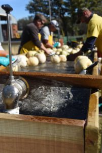 2016 Pumpkin Harvest Photos Dsc 7299