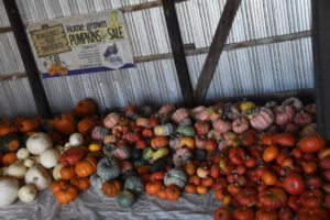 2016 Pumpkin Harvest Photos Dsc 7412