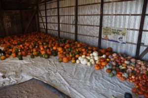 2016 Pumpkin Harvest Photos Dsc 7414