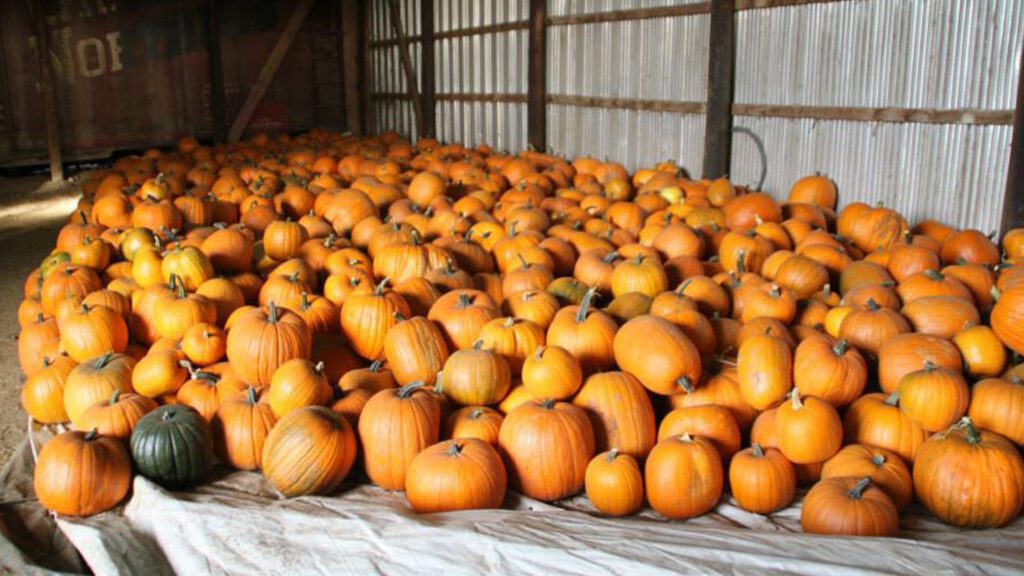 Events 2013pumpkinpatch Compressor